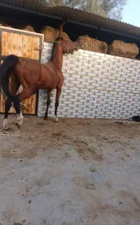 ۱۰راس اسب پالونی