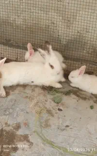 خرگوش بزرگ و کوچک