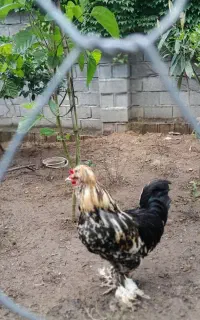 مرغ وخروس