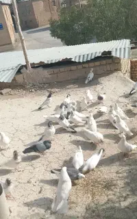 کبوتر