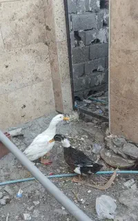 اردک