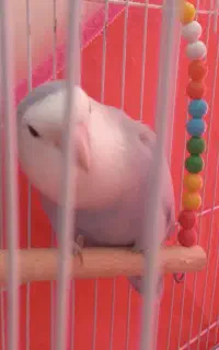 طوطی کوتوله با مزه