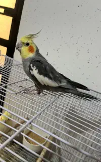 عروس هلندی نر بالغ