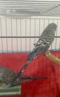 مرغ عشق انگلیسی