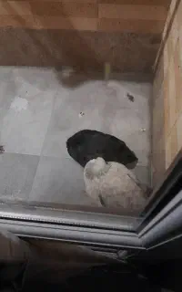 جوجه مرغ برهما