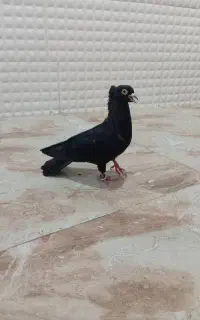فروش زاغ .گره .ملاقی