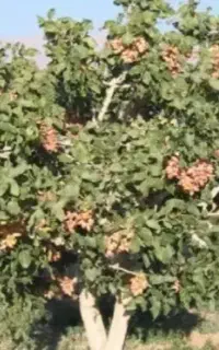 فروشی