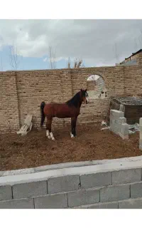 اسب عرب