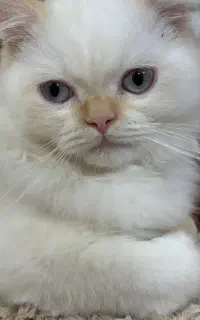 فروش توافقی گربه پرشین ماده