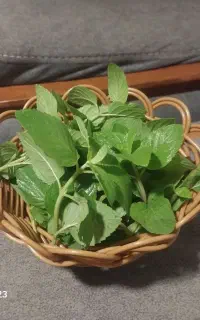 جاسبزی