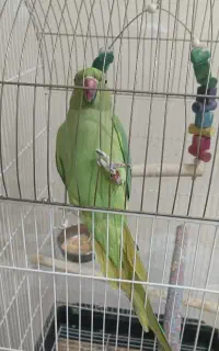 طوطی ملنگو با قفس