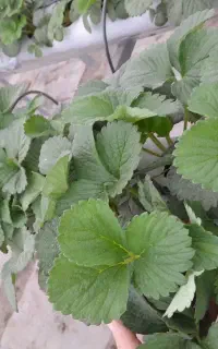 استخدام کارگر خانم  برای هرس گلخانه
