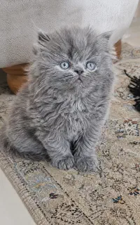 بچه گربه پرشین بلو نر اصیل و چهره عروسکی