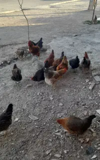 سلام ۱۴تا مرغ جوان ویک خروس همه باهم ببرید دونی۸۰۰