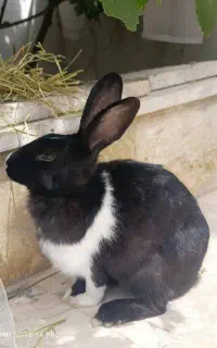 خرگوش باردار