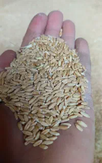گندم بذری هشترود
