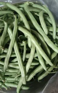لوبیاسبز