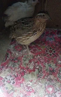 بلدرچین