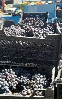 انگور سیاه درجه یک ابدار