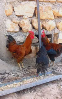 دو عدد خروس کردی