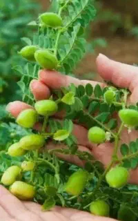 نخود چینم