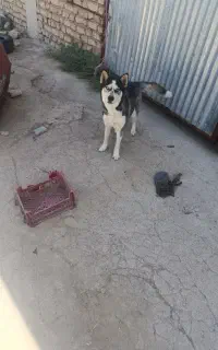 هاسکی