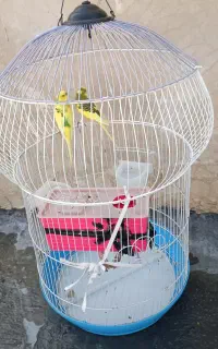 مرغ عشق
