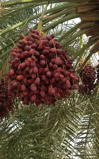 فروش رطب و خرما و لیمو بصورت یکجا محصول باغ (سربر)