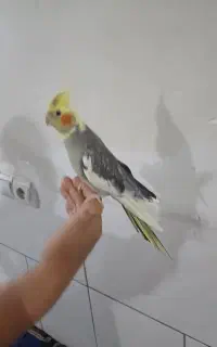 عروس هلندی نر