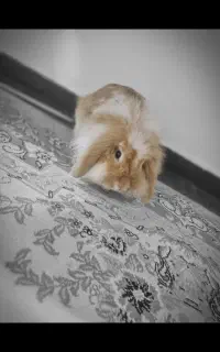 خرگوش