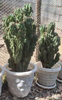 گلهای صخره ای