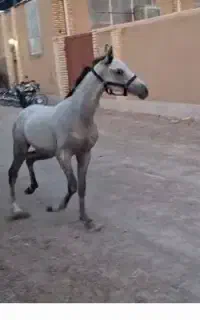 کره نریون عبودی عرب مصری