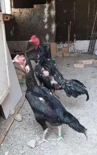 تخم لاری و اوشامو