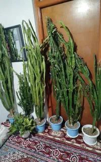 گل کاکتوس 2سال تا 4سال