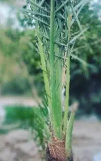 فروش تعدادی پاجوش نخل کسب