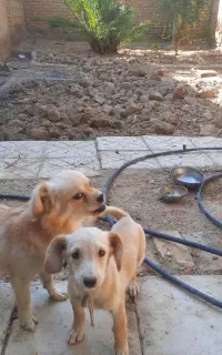سگ پاپی