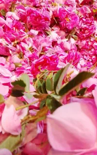 فروش گل محمدی