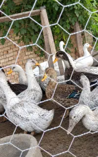 اردک