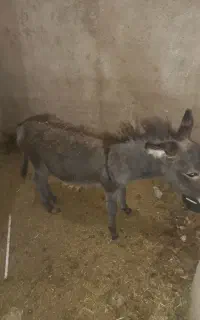 کره خر