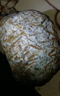 فسیل کلکسیونی