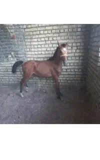 کره اسب نریان