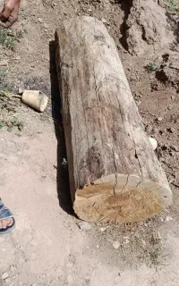 چوب گردو