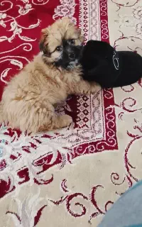 سگ پاکوتاه