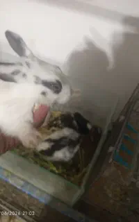 خرگوش بچه خرگوش