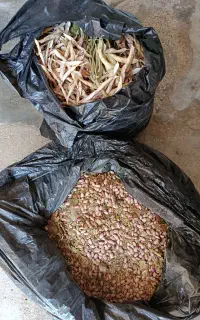 لوبیا چیتی تازه