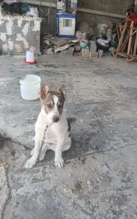 سگ خراسانی