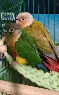 گرینچیک۱ساله و ۵ماهه سخنگو