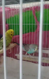 یک جفت مرغ عشق