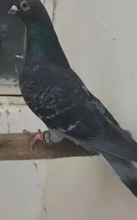 گمشده