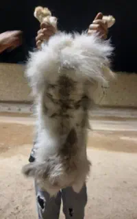 خرگوش اهلی موجود